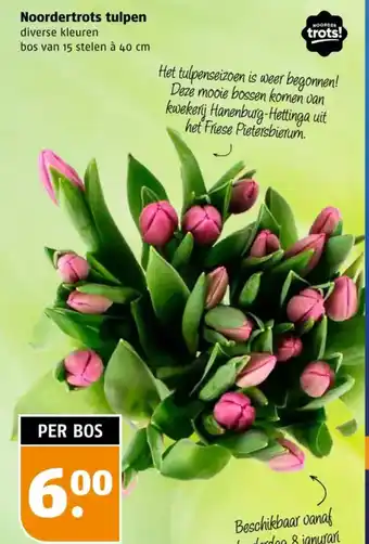 Poiesz Noordertrots tulpen aanbieding