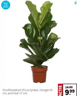 Intratuin Vioolbladplant (Ficus lyrata) aanbieding