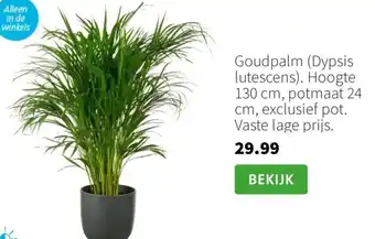 Goudpalm (Dypsis lutescens)