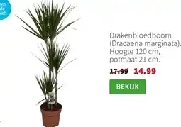 Intratuin Drakenbloedboom (Dracaena marginata) aanbieding