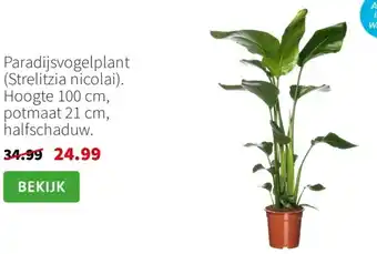 Paradijsvogelplant (Strelitzia nicolai)