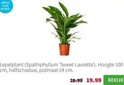 Intratuin Lepelplant (Spathiphyllum 'Sweet Lauretta') aanbieding