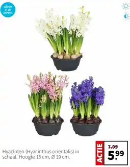 Intratuin Hyacinten (Hyacinthus orientalis) aanbieding