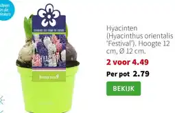Intratuin (Hyacinthus orientalis 'Festival') aanbieding