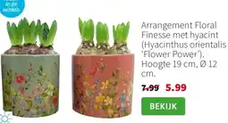 Intratuin Arrangement Floral Finesse met hyacint (Hyacinthus orientalis 'Flower Power') aanbieding