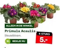Welkoop Primula Acaulis aanbieding