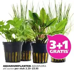Ranzijn AQUARIUMPLANTEN AQUAFLORA aanbieding