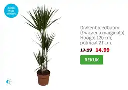 Intratuin Drakenbloedboom (Dracaena marginata). Hoogte 120 cm, potmaat 21 cm. aanbieding