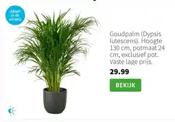 Intratuin Goudpalm (Dypsis lutescens). Hoogte 130 cm, potmaat 24 cm, exclusief pot. Vaste lage prijs. aanbieding