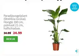 Intratuin Paradijsvogelplant (Strelitzia nicolai). Hoogte 100 cm, potmaat 21 cm, halfschaduw. aanbieding