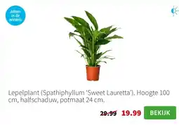 Intratuin Lepelplant (Spathiphyllum ‘Sweet Lauretta’). Hoogte 100 cm, halfschaduw, potmaat 24 cm. aanbieding