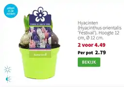 Intratuin Hyacinten (Hyacinthus orientalis ‘Festival’). Hoogte 12 cm, Ø 12 cm. aanbieding