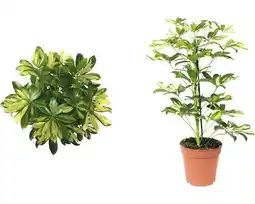Hornbach FLORASELF® Vingerboom Schefflera Arboricola Gerda potmaat Ø 13 cm aanbieding