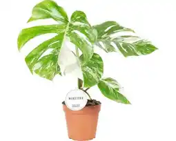 Hornbach FLORASELF Gatenplant Monstera Deliciosa Variegata potmaat Ø 15 cm H 45 cm aanbieding