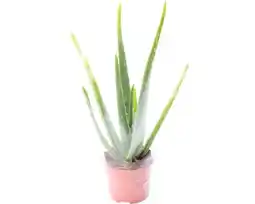 Hornbach FLORASELF Aloë vera potmaat Ø 12 cm H 35-45 cm aanbieding