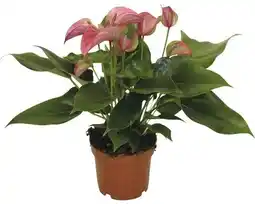 Hornbach FLORASELF Flamingoplant Anthurium andreanum H 35-40 cm Ø 12 cm pot aanbieding