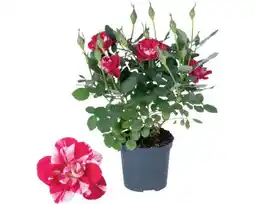 Hornbach FLORASELF Roos Rosa Party Gigi potmaat Ø 10,5 cm H 20-25 cm aanbieding