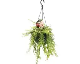 Hornbach FLORASELF Schaamrood Aeschynanthus-Cultivars 'Japhro' potmaat Ø 15.0 cm H 25-35 cm aanbieding