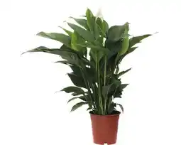 Hornbach FLORASELF Lepelplant Spathiphyllum potmaat Ø 21 cm H 90-105 cm aanbieding