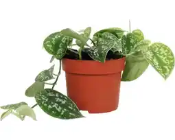 Hornbach FLORASELF Drakenklimop Scindapsus Pictus potmaat Ø 12 cm H 15-20 cm aanbieding