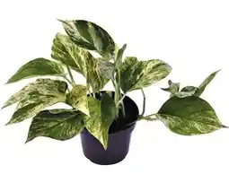 Hornbach FLORASELF Drakenklimop Scindapsus aureum 'Marble Queen' potmaat Ø 12,0 cm H 15-25 cm aanbieding