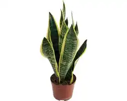 Hornbach FLORASELF Vrouwentong Sanseveria Superba potmaat Ø 14 cm H 35-45 cm aanbieding