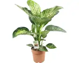 Hornbach FLORASELF Dieffenbachia Tropic Snow potmaat Ø 21 cm H 80 cm aanbieding