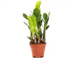 Hornbach FLORASELF Emerald palm Zamioculcas potmaat Ø 10,5 cm H 35 cm aanbieding