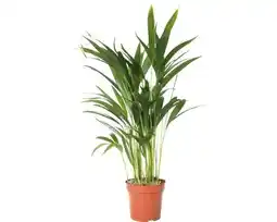 Hornbach FLORASELF Arecapalm Dypsis lutescens potmaat Ø 17,0 cm H 40-60 cm aanbieding