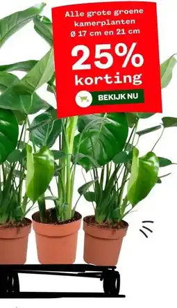 Welkoop Alle grote groene kamerplanten aanbieding