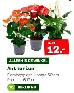 Welkoop Anthurium aanbieding
