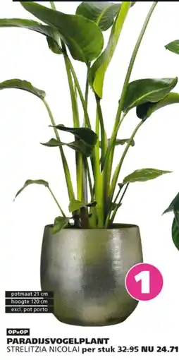 Ranzijn Paradijsvogelplant aanbieding