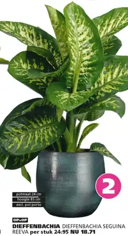 Ranzijn Dieffenbachia aanbieding
