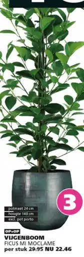 Ranzijn Vijgenboom aanbieding