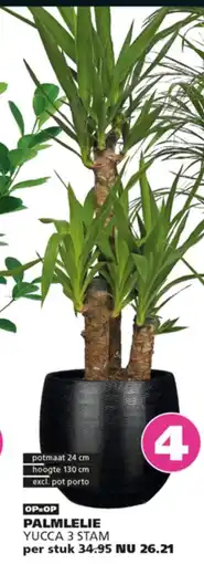 Ranzijn Palmlelie aanbieding