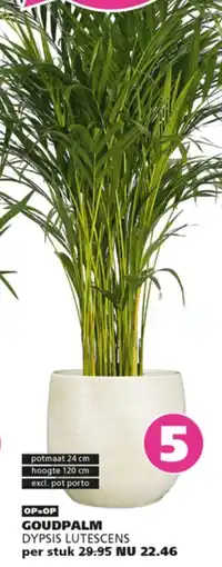 Ranzijn Goudpalm aanbieding