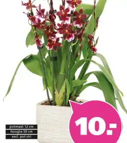 Ranzijn Cambria Orchidee aanbieding