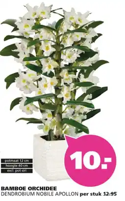 Ranzijn Bamboe Orchidee aanbieding