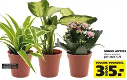 Ranzijn Miniplantjes aanbieding