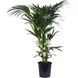 Albert Heijn AH Kentia 24 teelt aanbieding