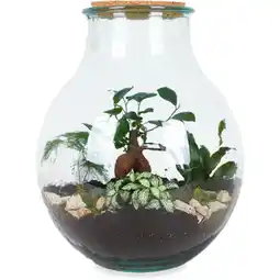 Albert Heijn AH Terrarium bouwpakket aanbieding