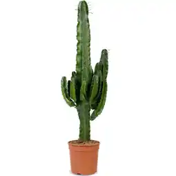 Albert Heijn AH Euphorbia 21 95 aanbieding