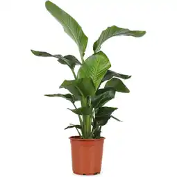 Albert Heijn AH Strelitzia nicolai 24 120 aanbieding