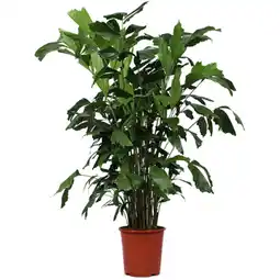 Albert Heijn AH Caryota mitis 27 teelt aanbieding