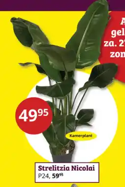 Tuinland Strelitzia Nicolai aanbieding