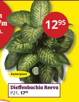 Tuinland Dieffenbachia Reeva aanbieding