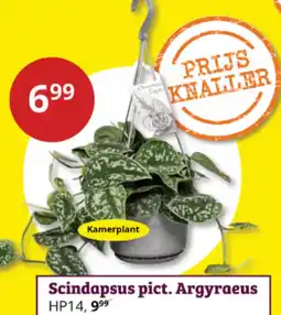 Tuinland Scindapsus pict. Argyraeus aanbieding