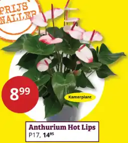 Tuinland Anthurium Hot Lips aanbieding