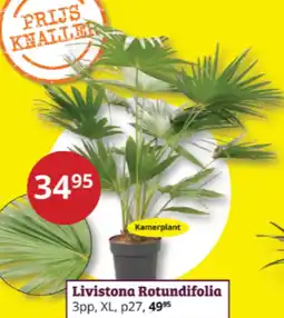 Tuinland Livistona Rotundifolia aanbieding