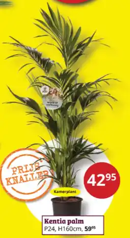 Tuinland Kentia palm aanbieding